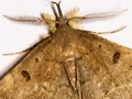 Plumed Fan-foot